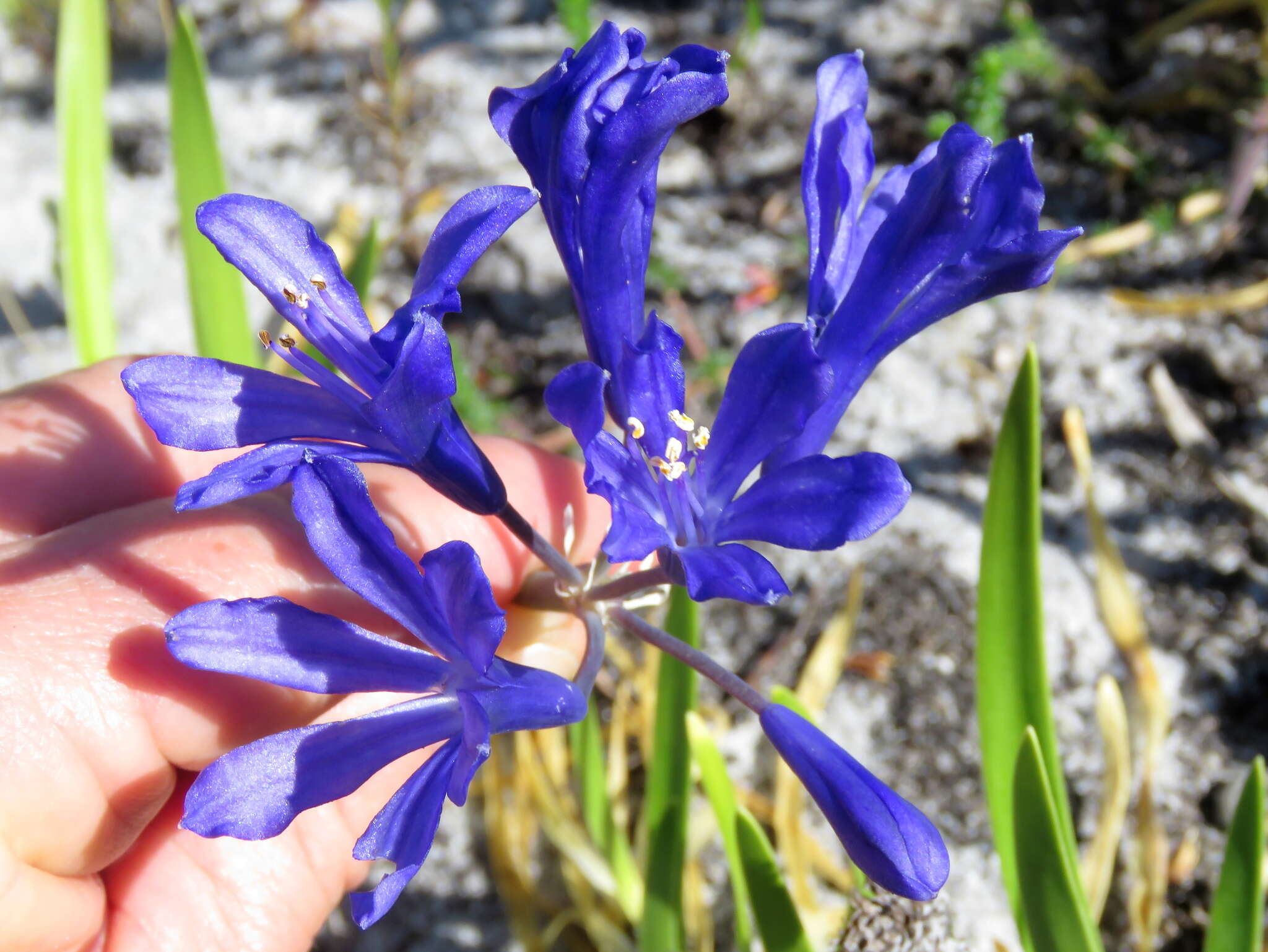 Слика од Agapanthus africanus (L.) Hoffmanns.