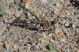 Image of Derotmema saussureanum Scudder & S. H. 1900