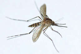 صورة Aedes excrucians (Walker 1856)