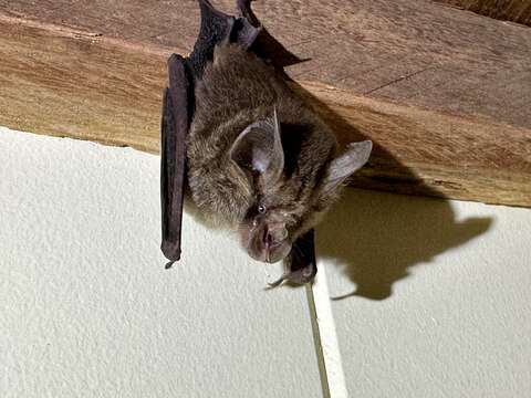 Image of Eastern Horseshoe Bat