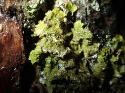 Image of melanelia lichen