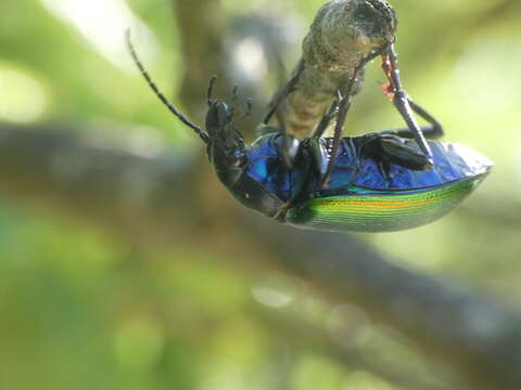 Image of forest caterpillar hunter