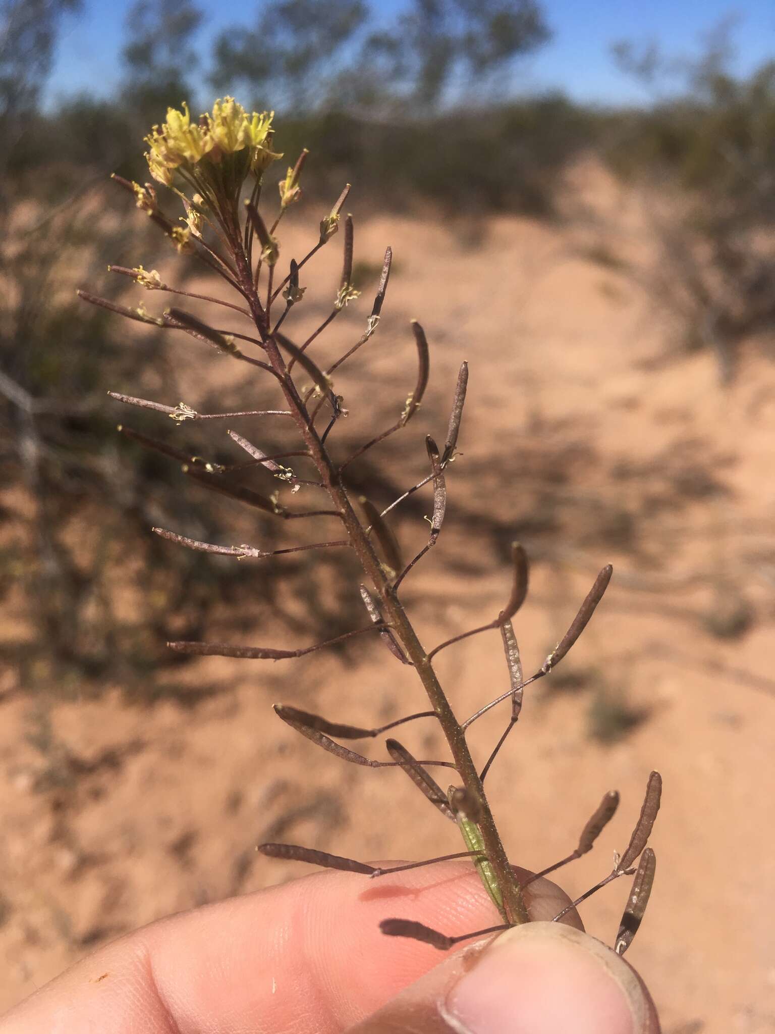 Image of western tansymustard