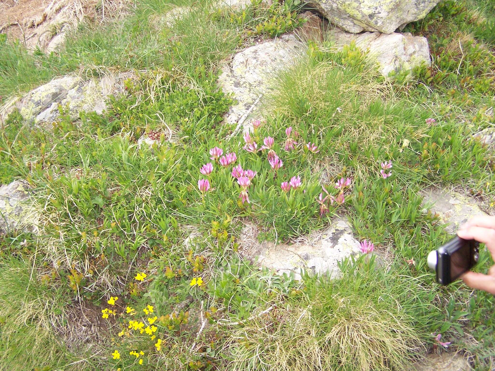 Image of alpine clover