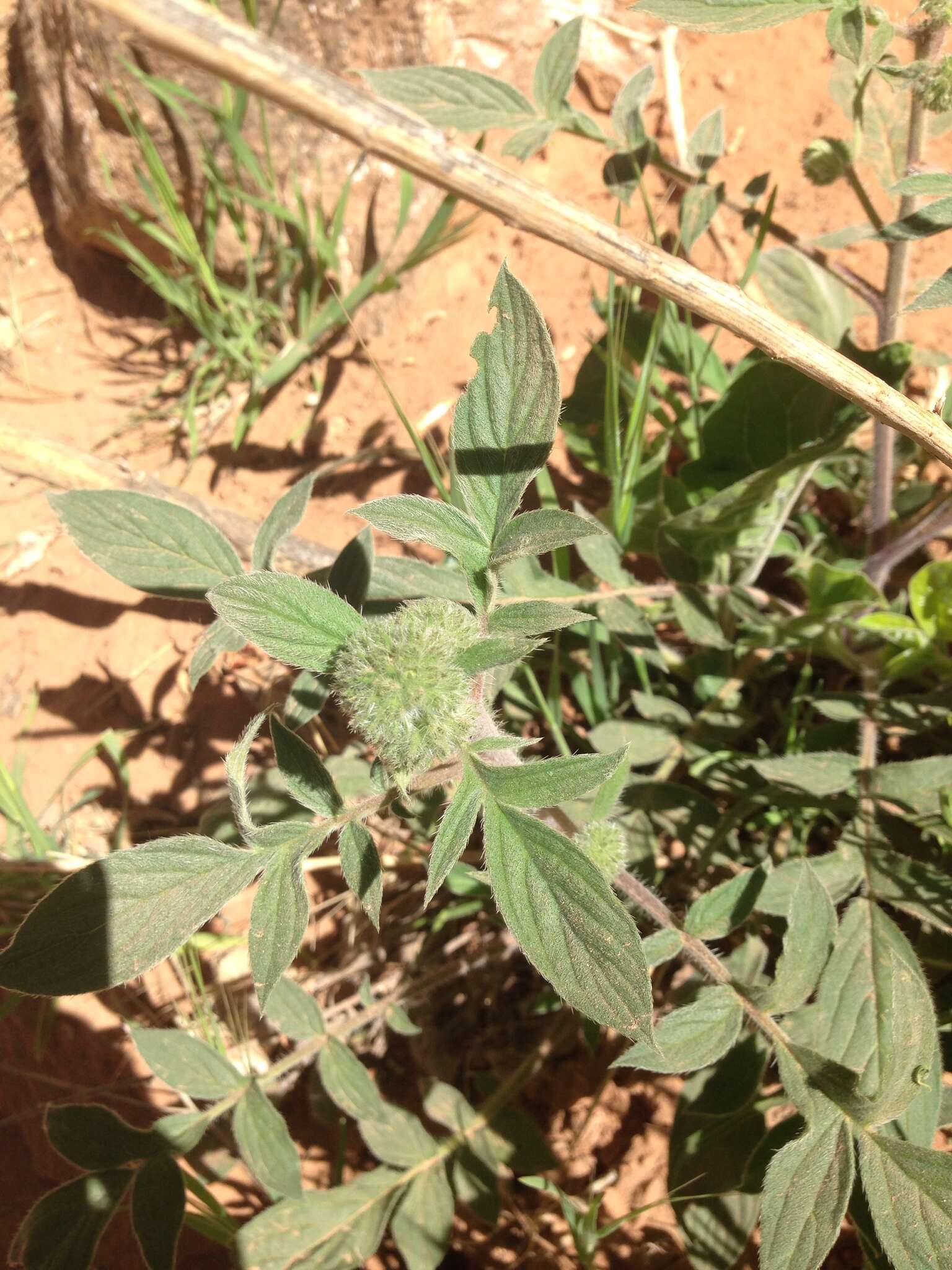 Image of Variable-Leaf Scorpion-Weed