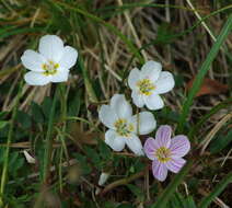 Claytonia tuberosa Pall. ex Willd. resmi