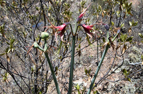 Image of Hippeastrum cybister (Herb.) Benth. ex Baker