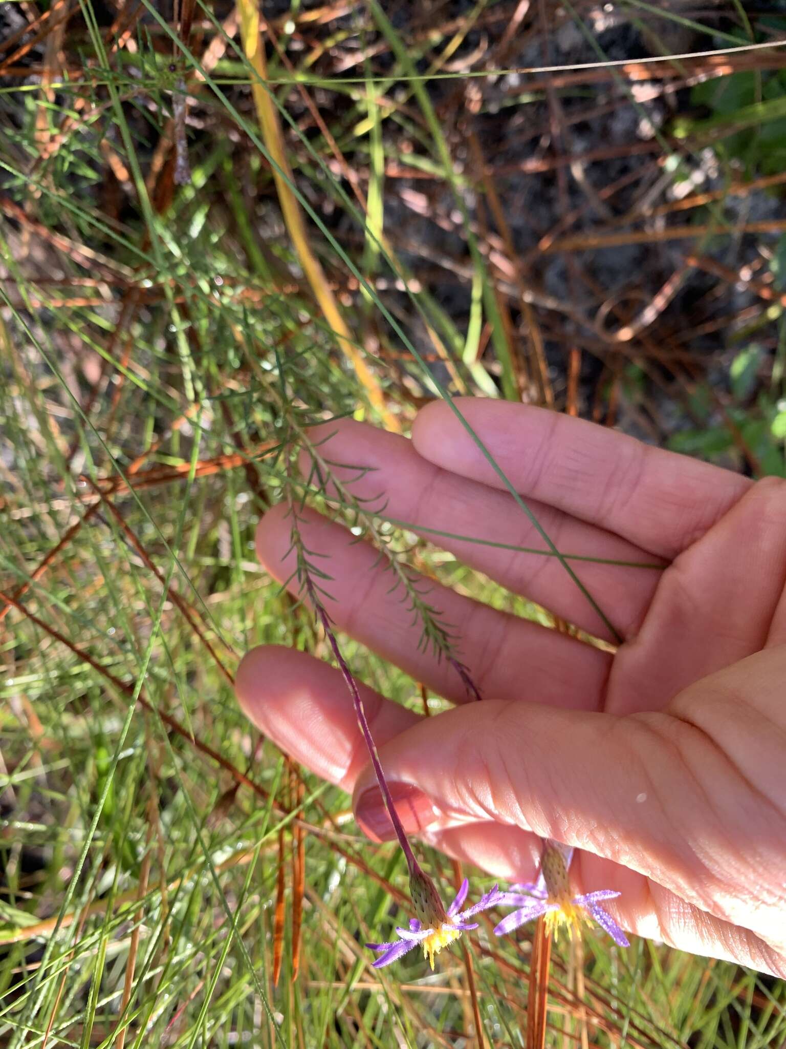 Image of Creeping Stiff-leaved Aster