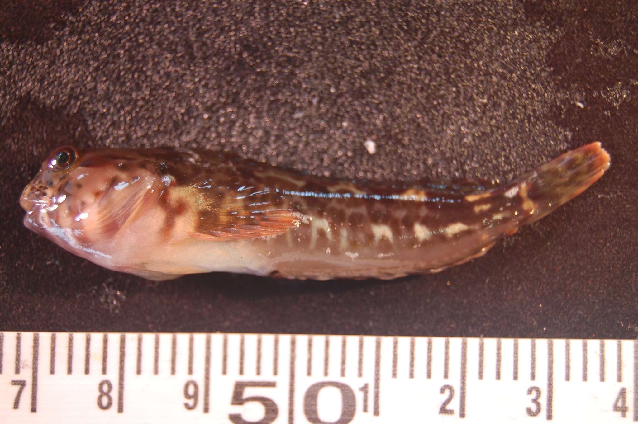 Hypsoblennius sordidus (Bennett 1828)的圖片