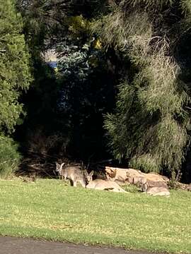 Image of Macropus giganteus giganteus Shaw 1790