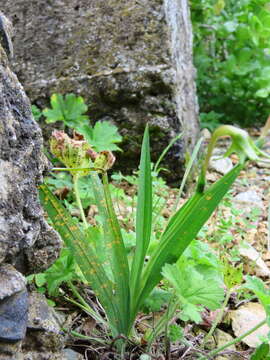 Freesia viridis subsp. viridis resmi