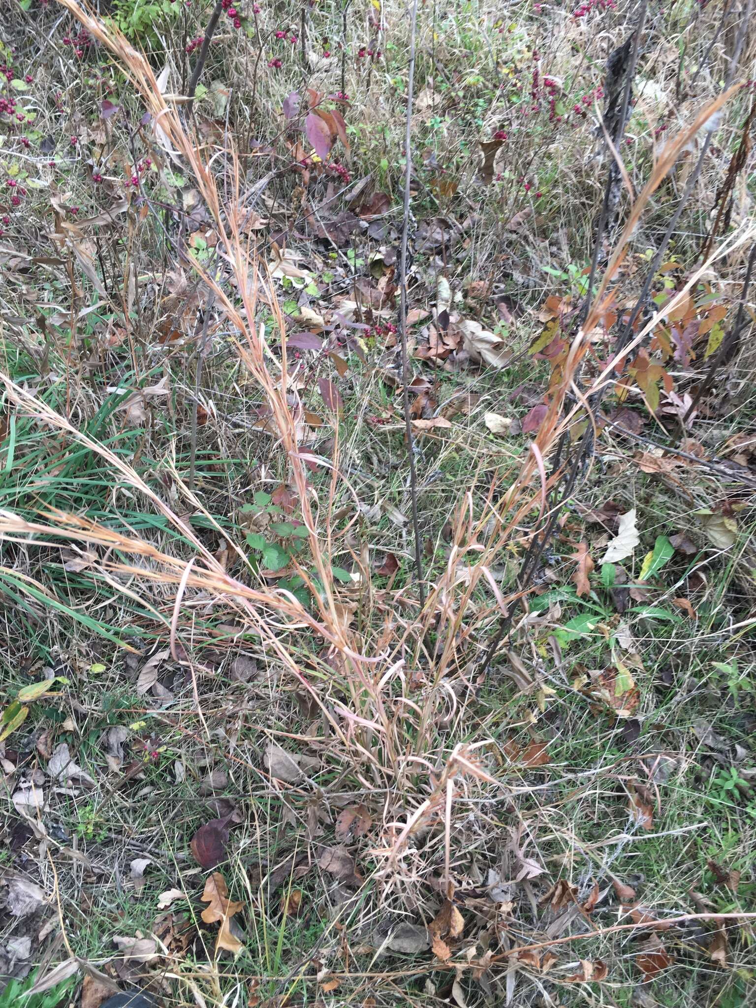 Image of Broomsedge Bluestem