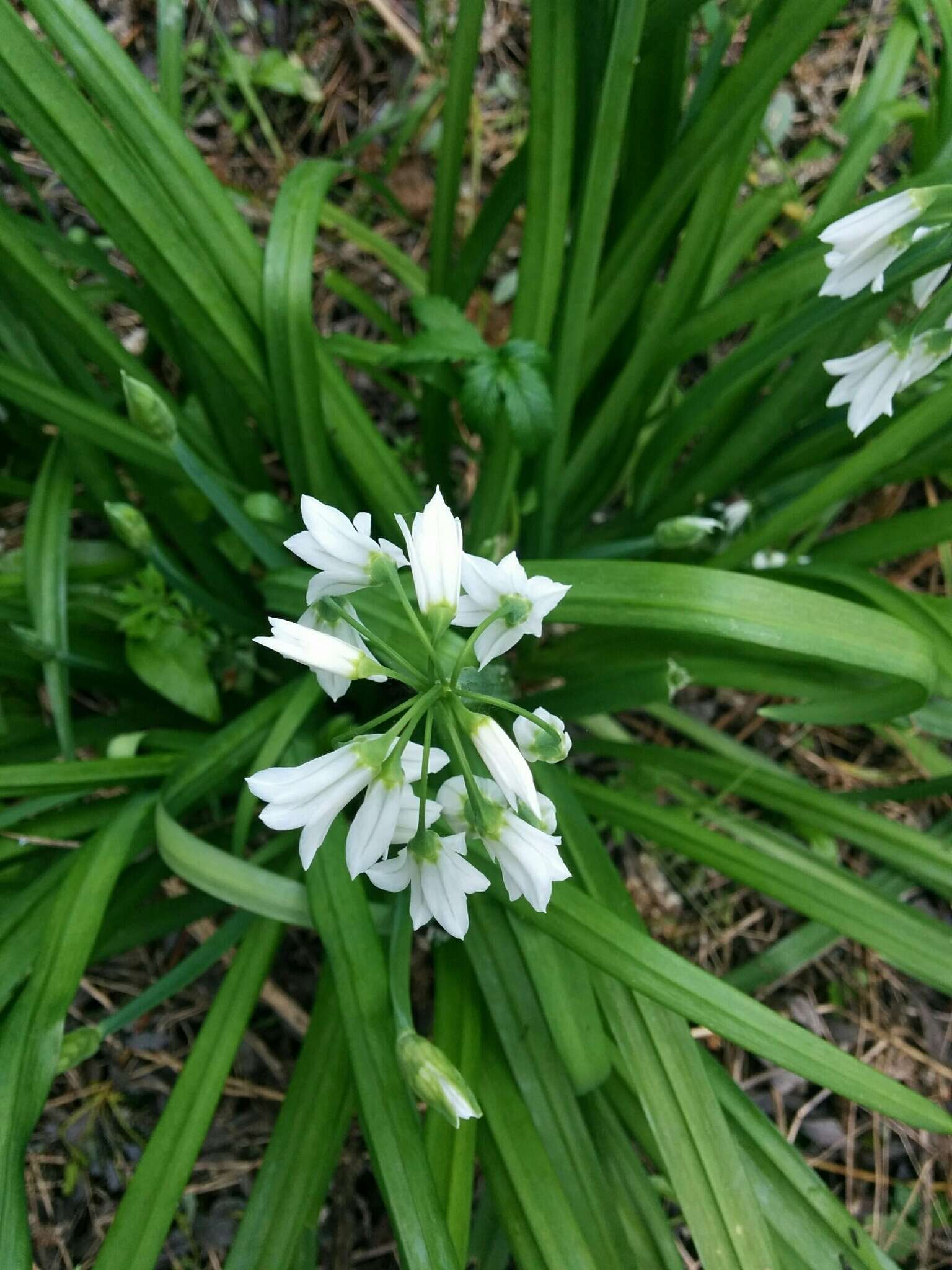 Image of Threecorner leek