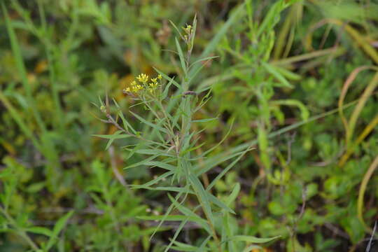 Image of <i>Euthamia <i>graminifolia</i></i> var. graminifolia