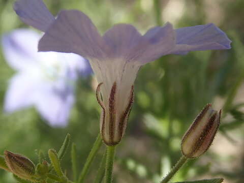 Image of Dayia scabra (Brandegee) J. M. Porter