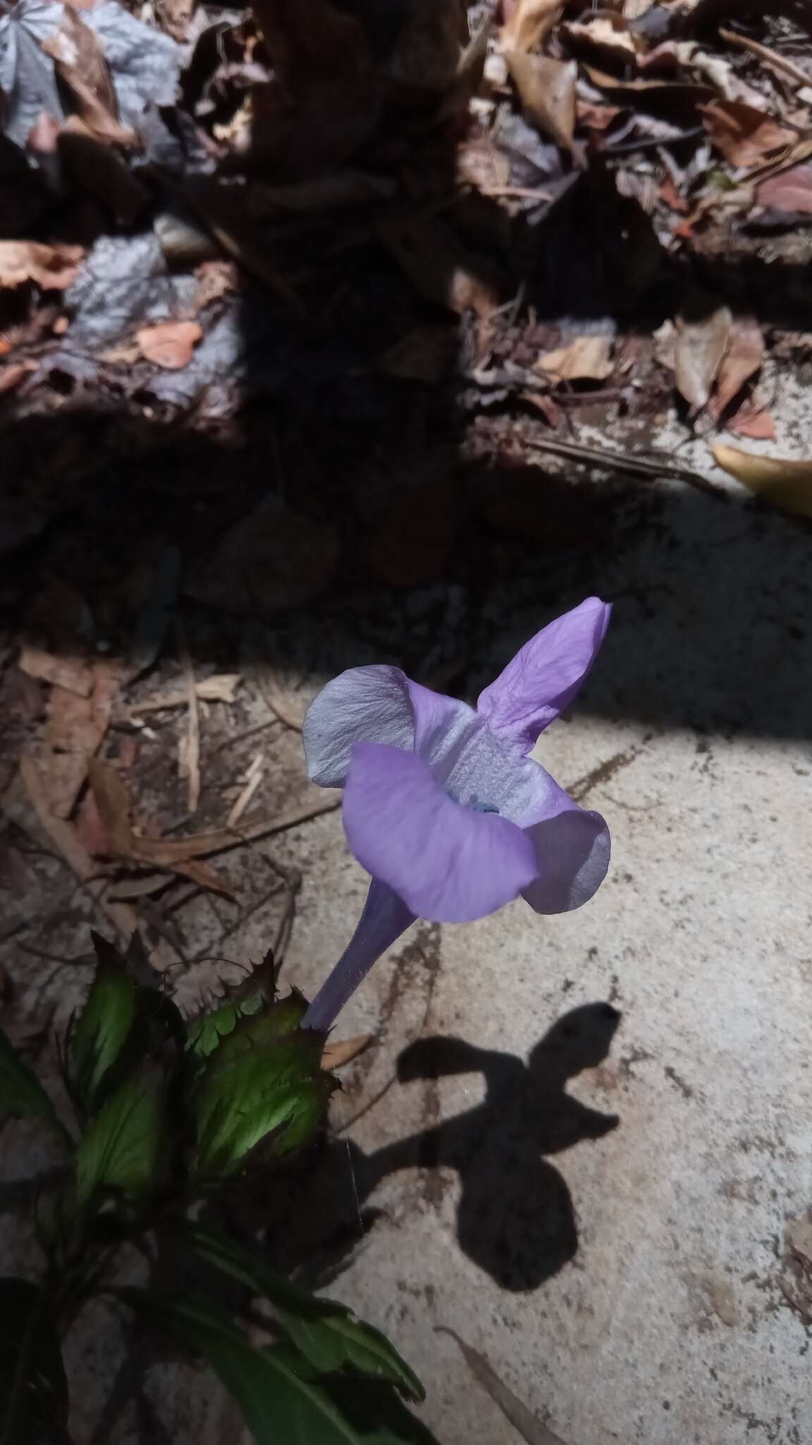 Imagem de Barleria paucidentata Benoist