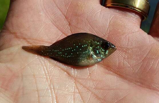 Image of Bluespotted Sunfish