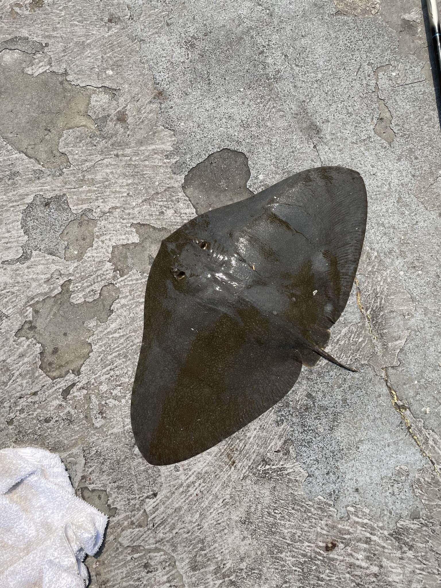 Image of California Butterfly Ray