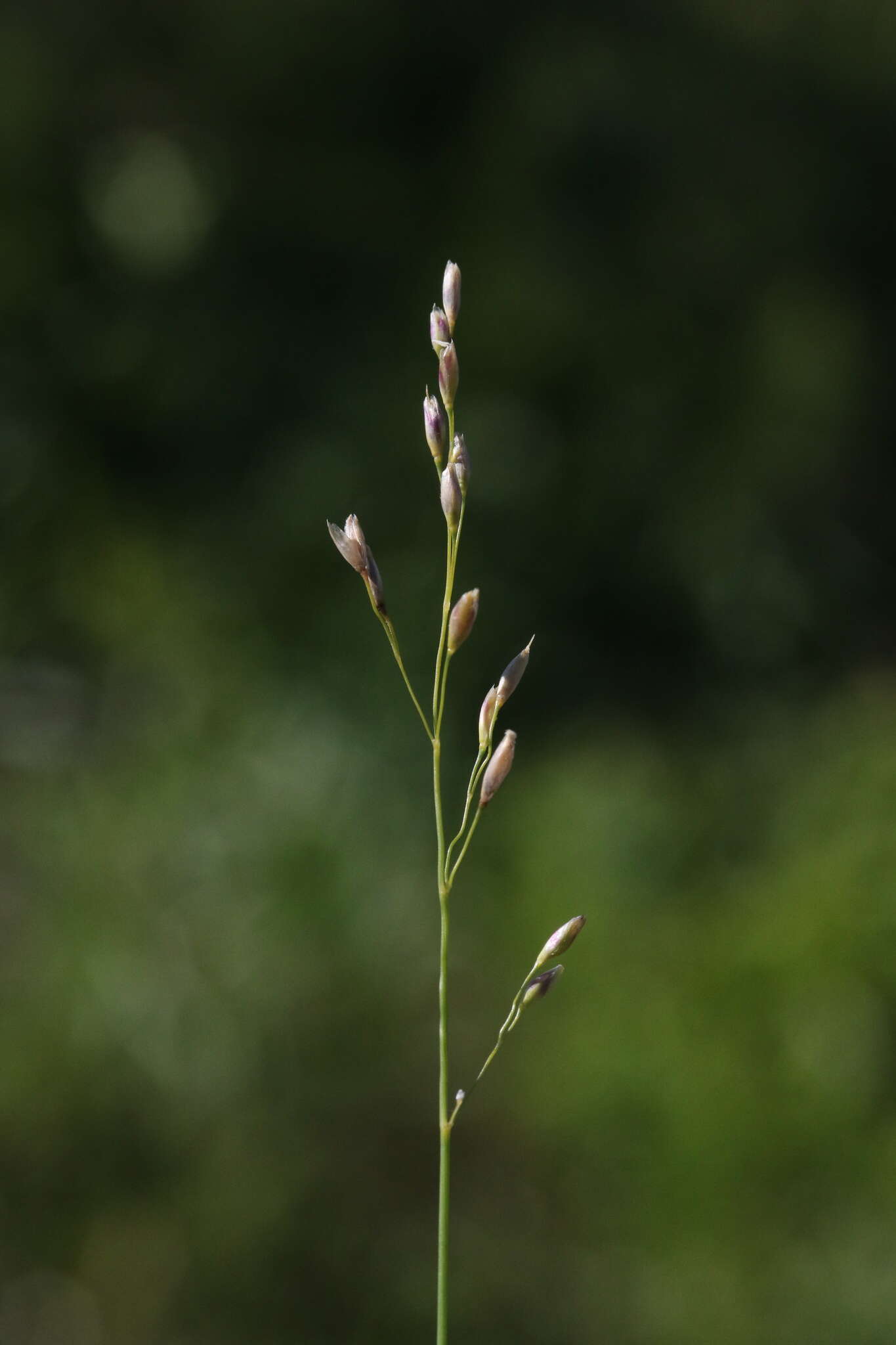 Image of mountain ricegrass