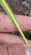 Plancia ëd Bromus porteri (Coult.) Nash