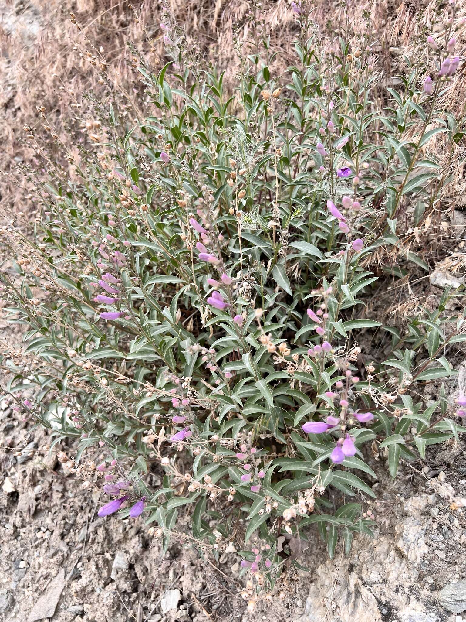 Image of broadleaf beardtongue