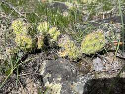 Opuntia columbiana Griffiths resmi