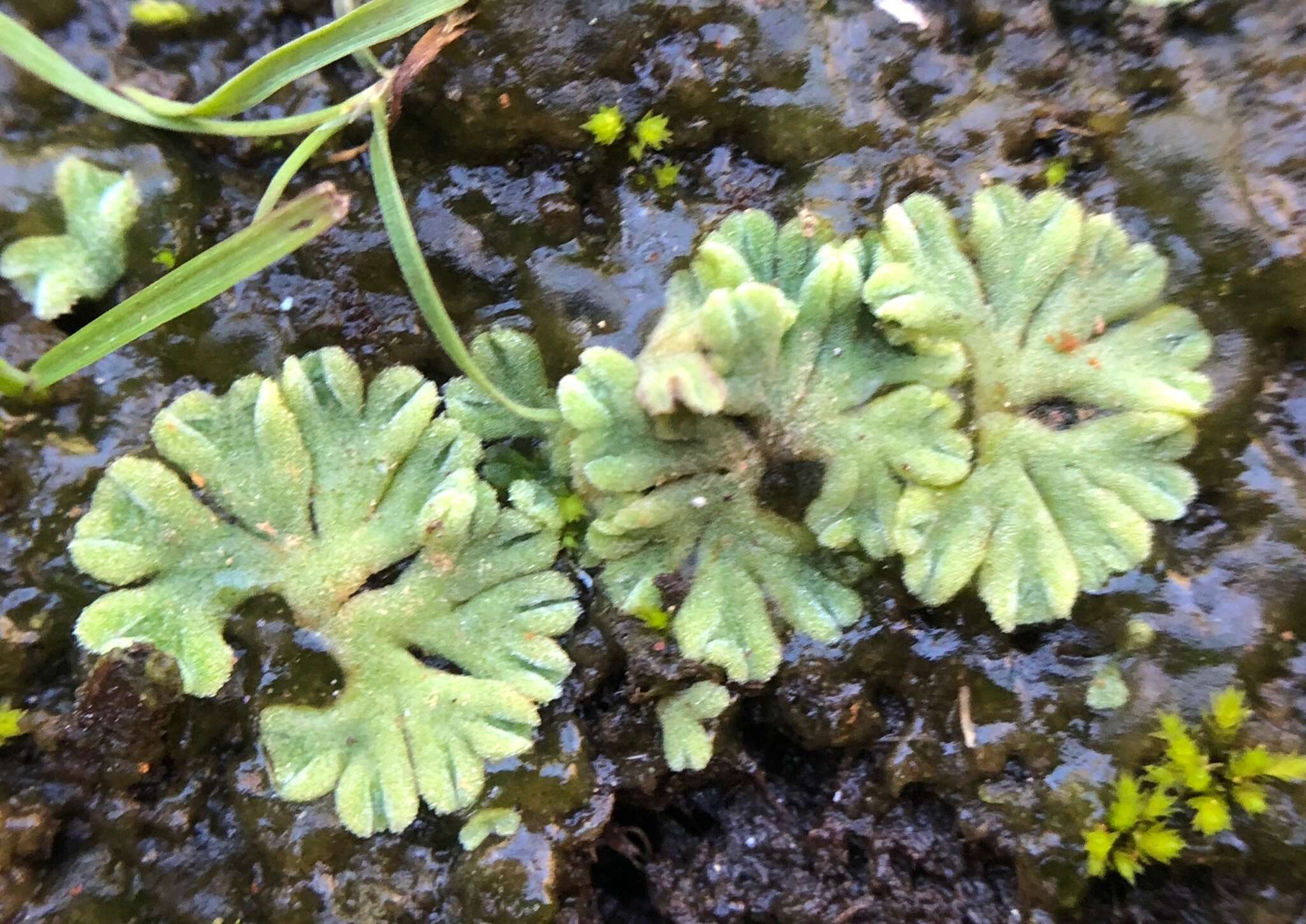 Image of Riccia glauca L.