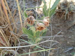 Image of Pachycarpus dealbatus E. Mey.