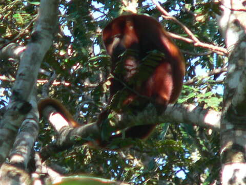 Image of ursine howler monkey