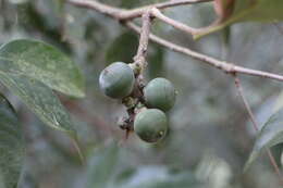 Image of Lithocarpus litseifolius (Hance) Chun