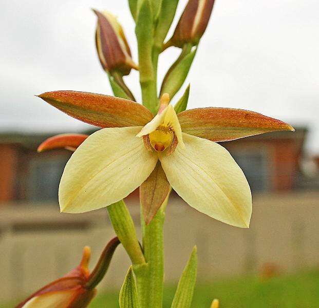 Plancia ëd Eulophia macowanii Rolfe