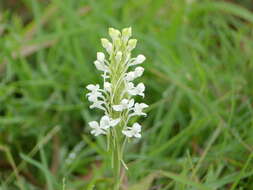 Imagem de Habenaria roxburghii Nicolson