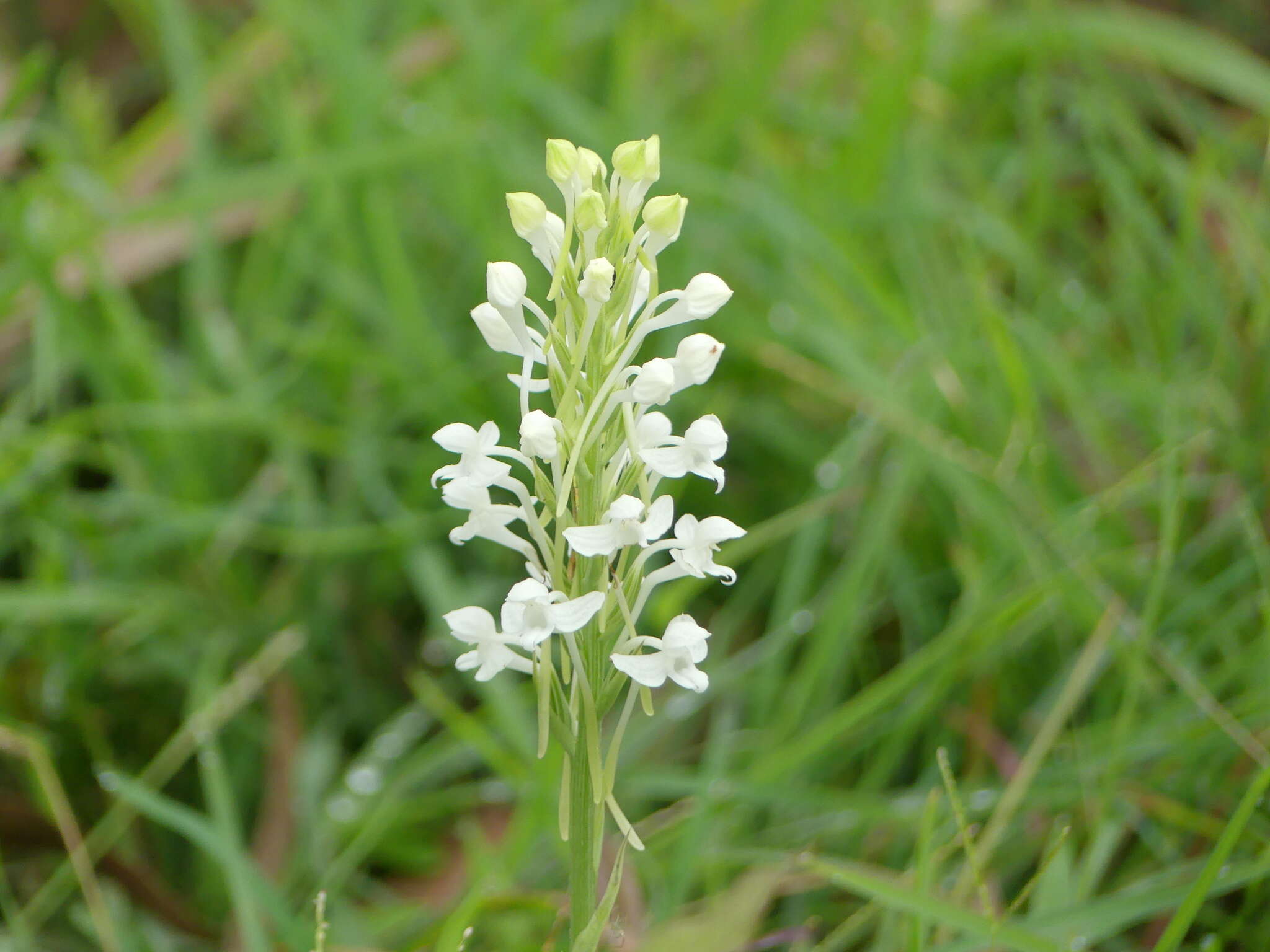 Imagem de Habenaria roxburghii Nicolson