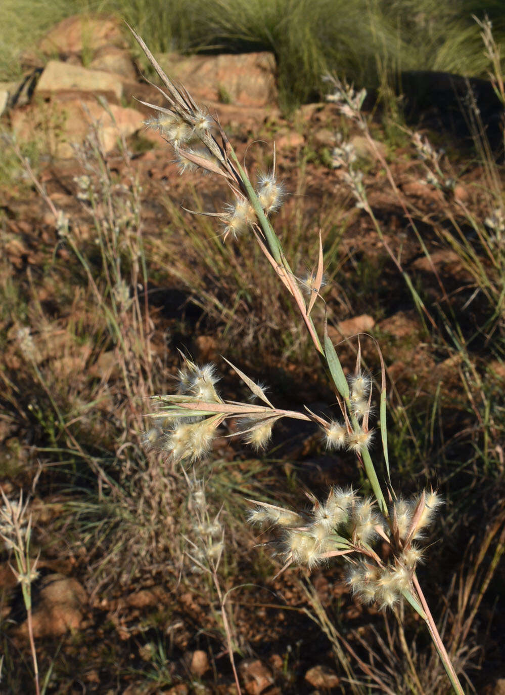 Plancia ëd Cymbopogon bombycinus (R. Br.) Domin