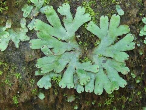 Image of Marchantia emarginata Reinw., Blume & Nees