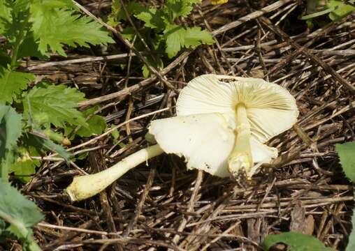 Image of Leucocoprinus fragilissimus (Ravenel ex Berk. & M. A. Curtis) Pat. 1900