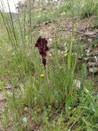 Image of roadside toadflax