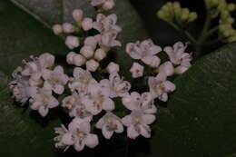 Image de Viburnum microphyllum (Oerst.) Hemsl.