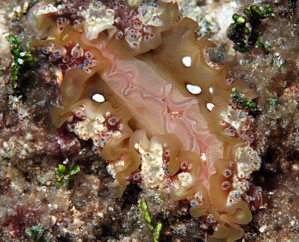 Image of Dendrodoris tuberculosa (Quoy & Gaimard 1832)