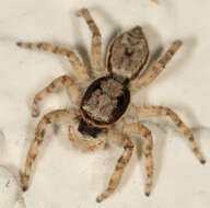 Image of Gray Wall Jumper