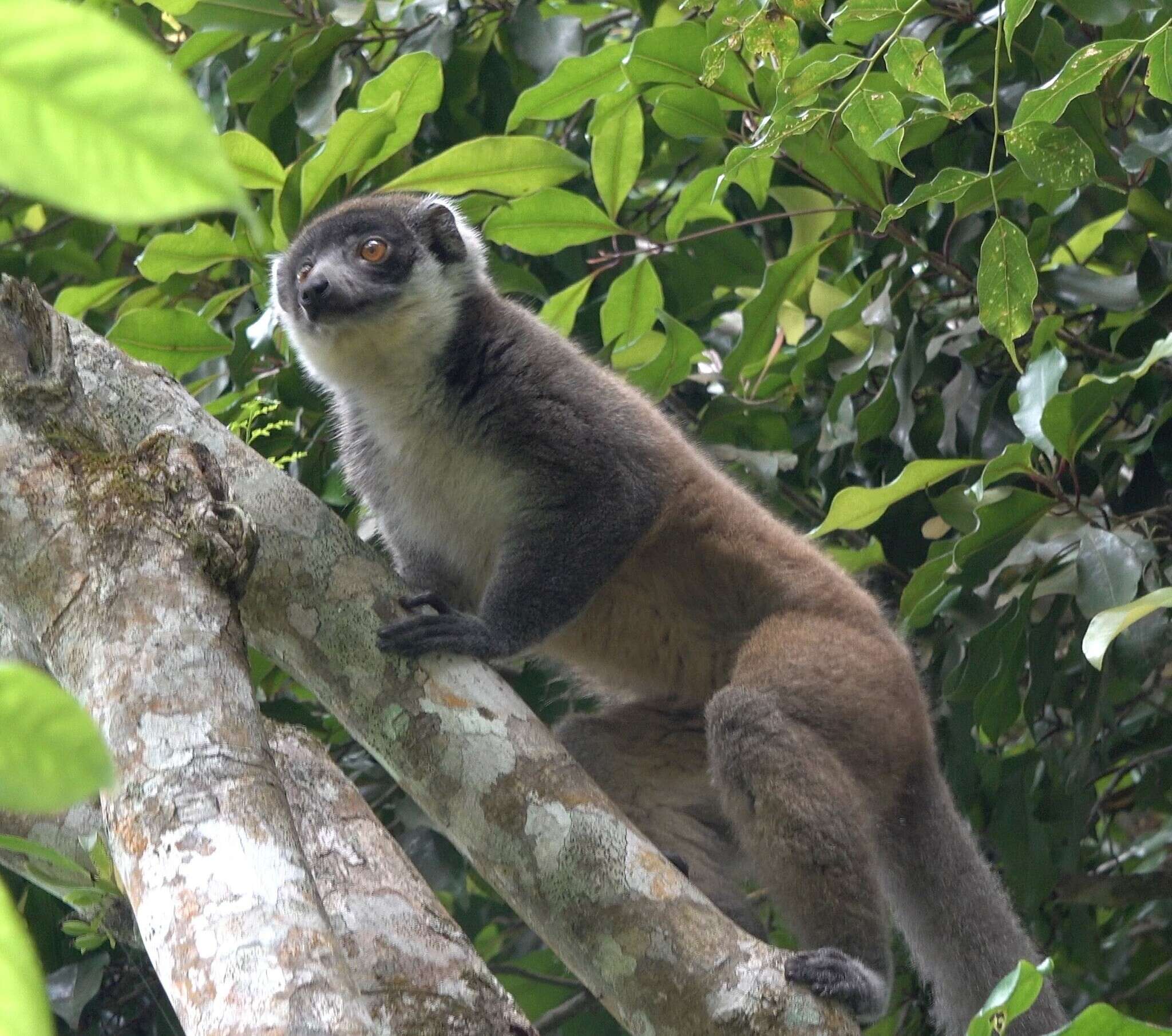 Image of Mongoose Lemur