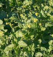 Image of black mustard