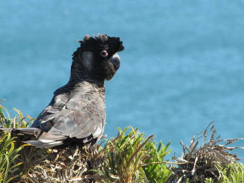 Image of Carnaby's Black Cockatoo