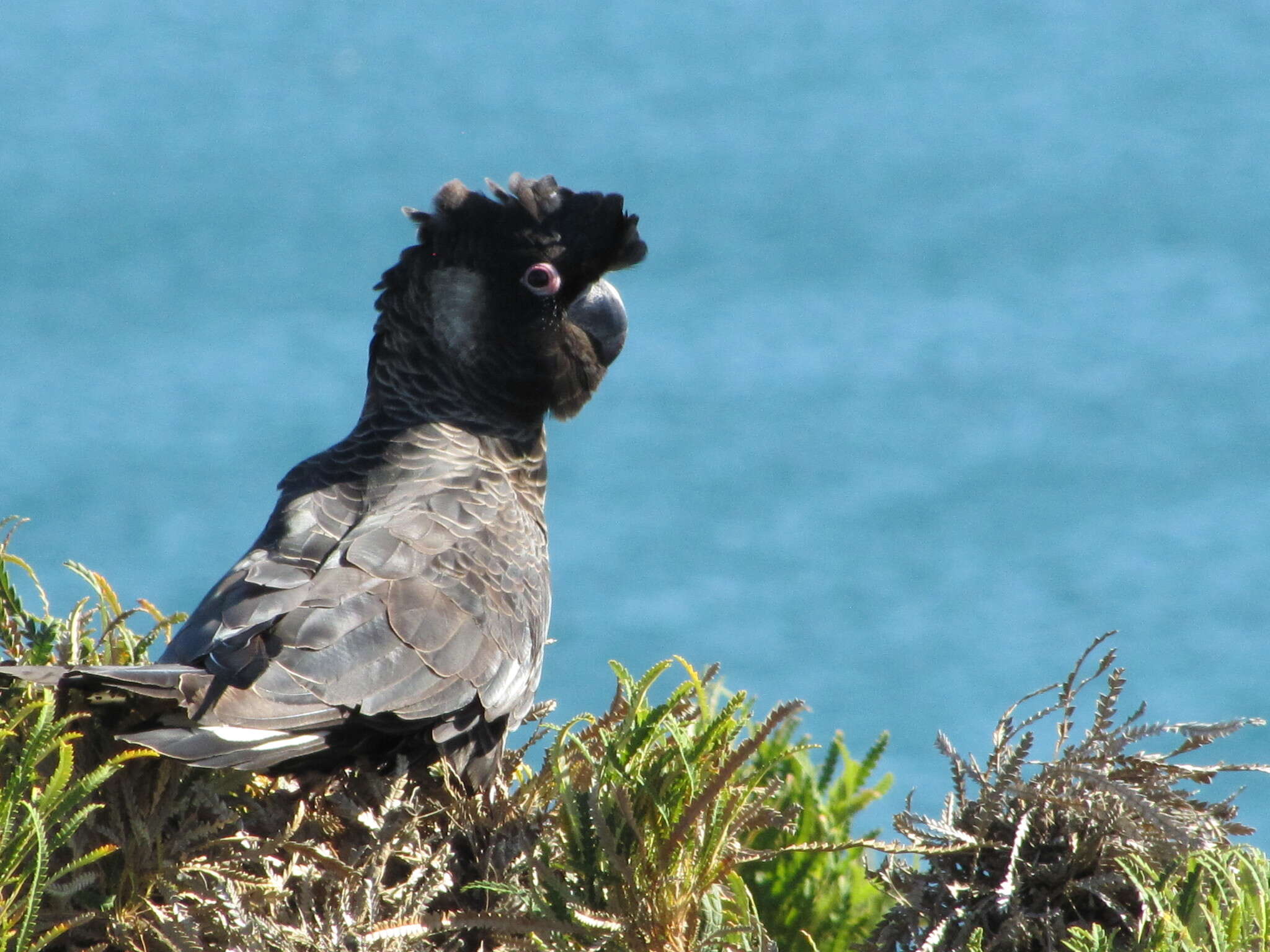 Image of Carnaby's Black Cockatoo