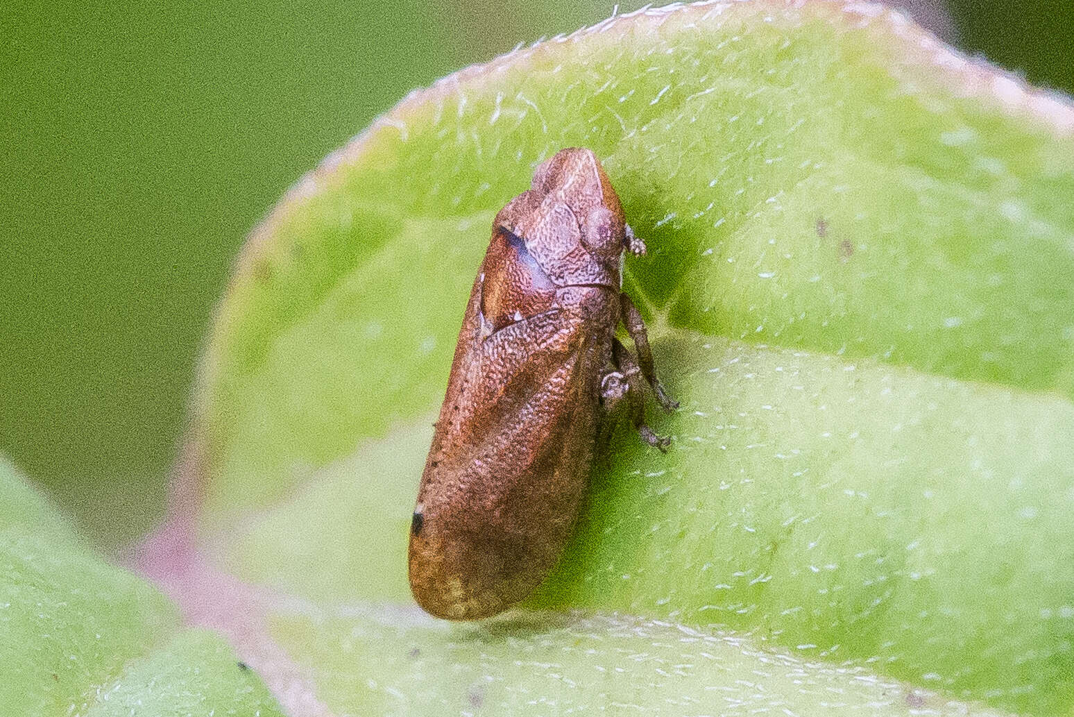 Image of Tettigometra impressopunctata Dufour 1846