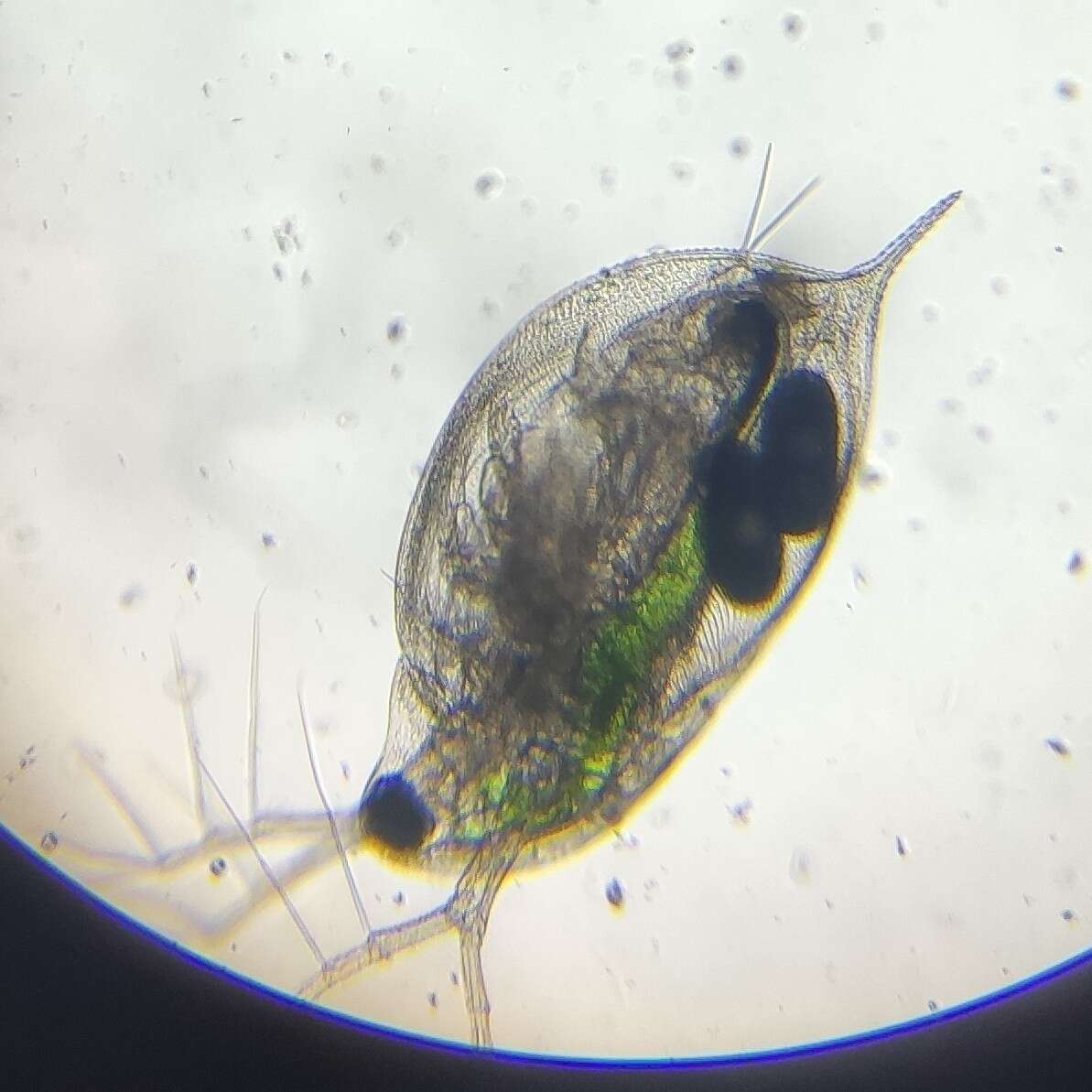 Image of Water Flea