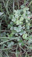 Image of spiral sorrel