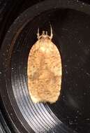 Image of Four-dotted Agonopterix