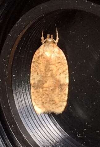 Image of Four-dotted Agonopterix