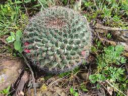 Image of Mammillaria melanocentra subsp. melanocentra